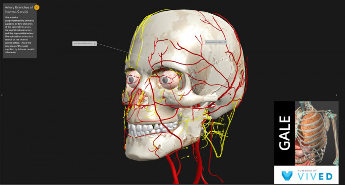 Vived Anatomy